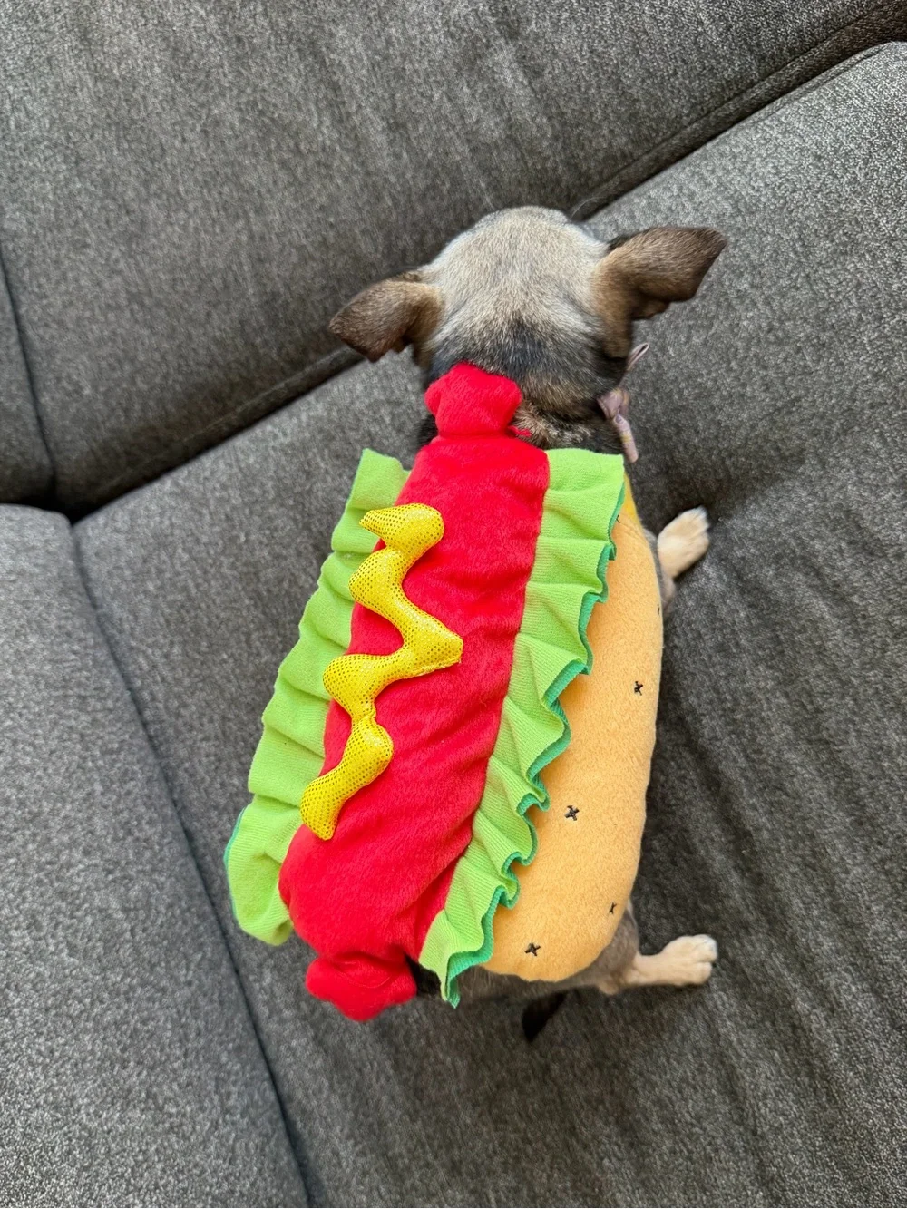 Hot dog, dog costume- small dogs